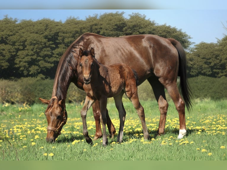 Hanoverian Mare  16 hh Brown in Heinsberg
