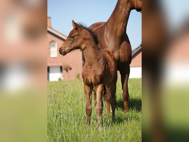 Hanoverian Mare  16 hh Brown in Heinsberg