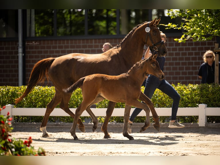 Hanoverian Mare  16 hh Brown in Heinsberg