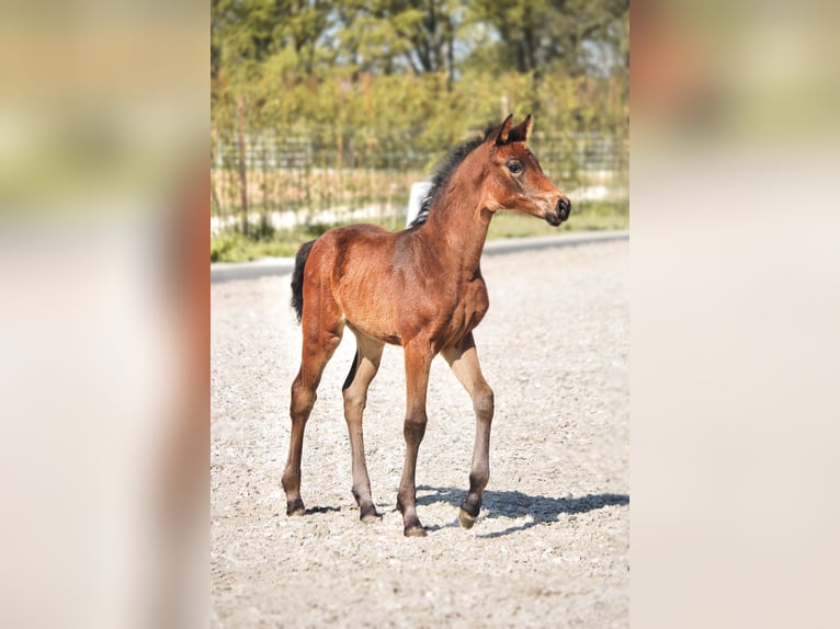 Hanoverian Mare  16 hh Brown in Heinsberg