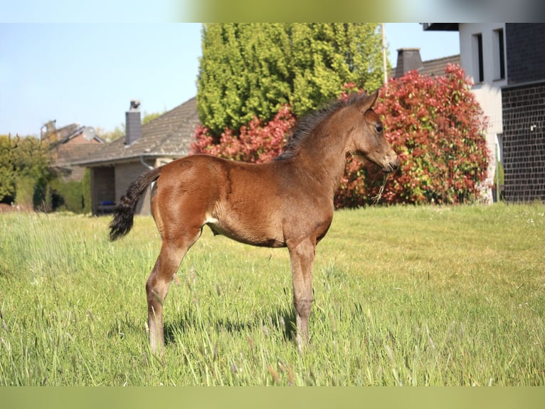 Hanoverian Mare  16 hh Brown in Heinsberg
