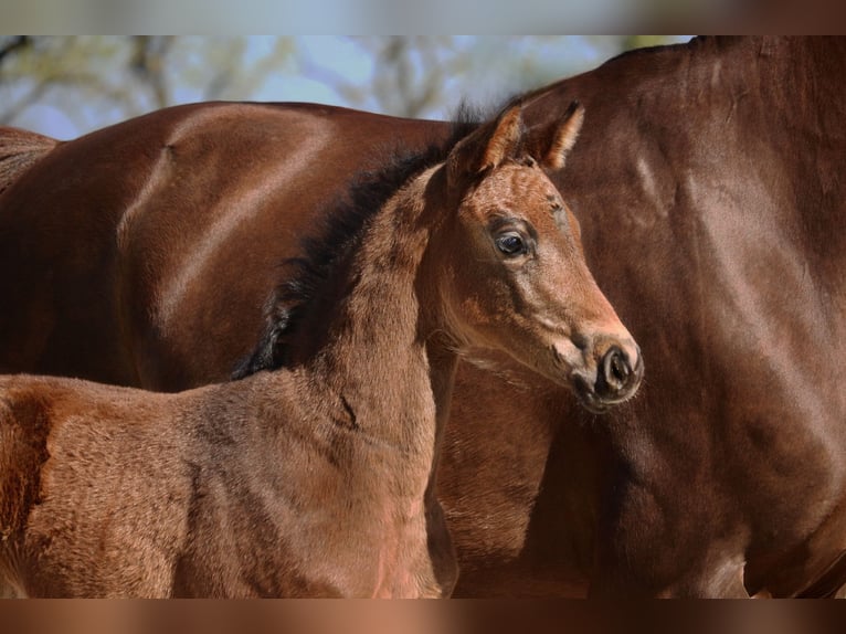 Hanoverian Mare  16 hh Brown in Heinsberg