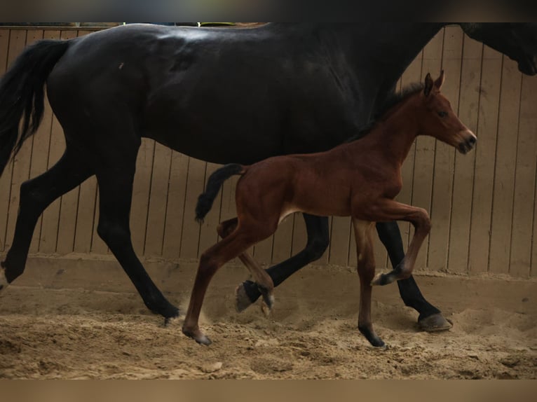 Hanoverian Mare  16 hh Brown in Datteln