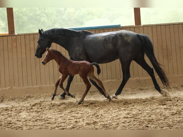 Hanoverian Mare  16 hh Brown in Datteln