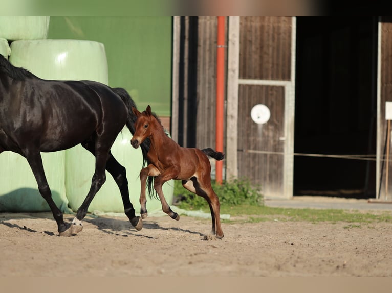 Hanoverian Mare  16 hh Brown in Datteln