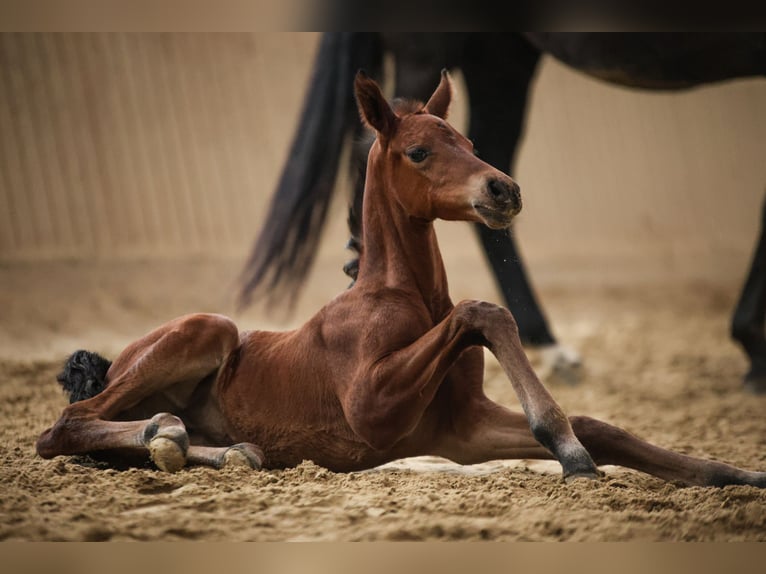 Hanoverian Mare  16 hh Brown in Datteln