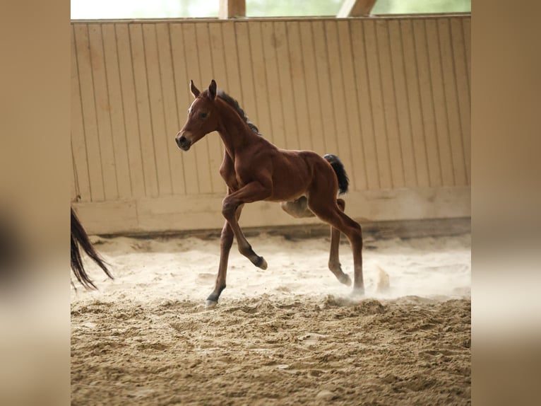 Hanoverian Mare  16 hh Brown in Datteln