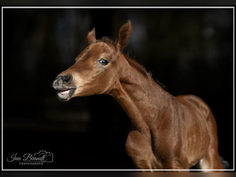 Hanoverian Mare  16 hh Brown in Datteln