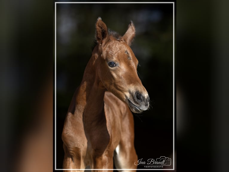 Hanoverian Mare  16 hh Brown in Datteln