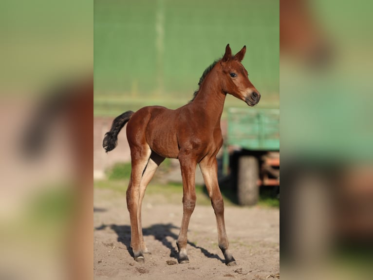 Hanoverian Mare  16 hh Brown in Datteln