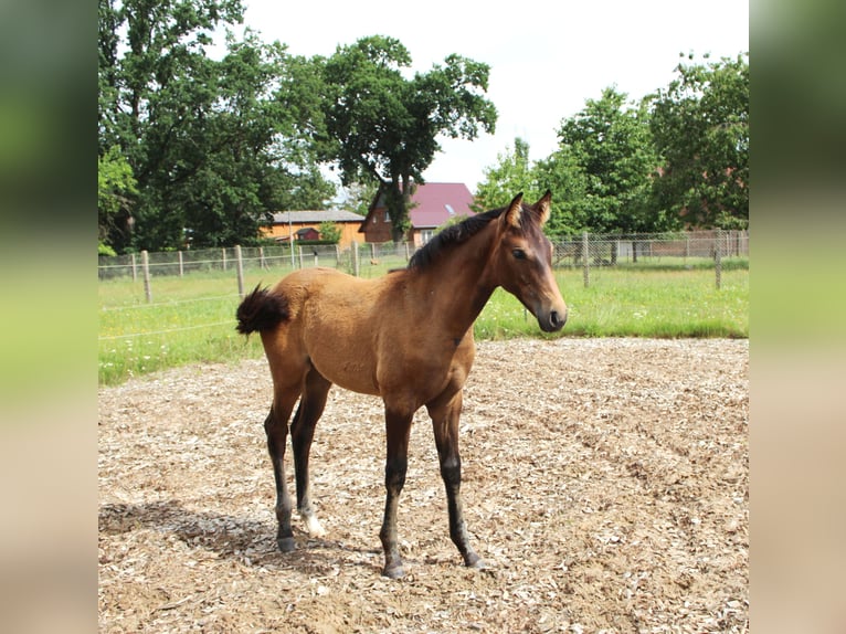 Hanoverian Mare Foal (03/2026) 16 hh Brown in Hagenow