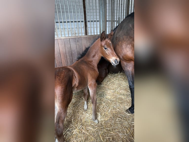 Hanoverian Mare Foal (03/2024) 16 hh Brown in Babenhausen