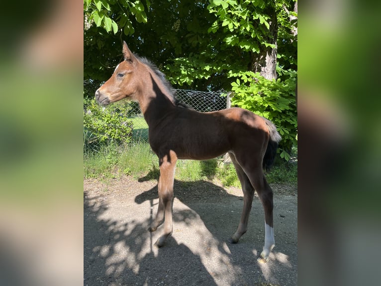 Hanoverian Mare 16 hh Brown in Niederorschel Hanoverian Mare 16 hh Brown in Niederorschel