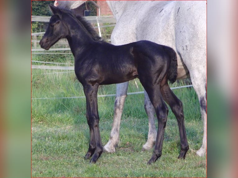 Hanoverian Mare Foal (04/2024) 16 hh Can be white in Rehden