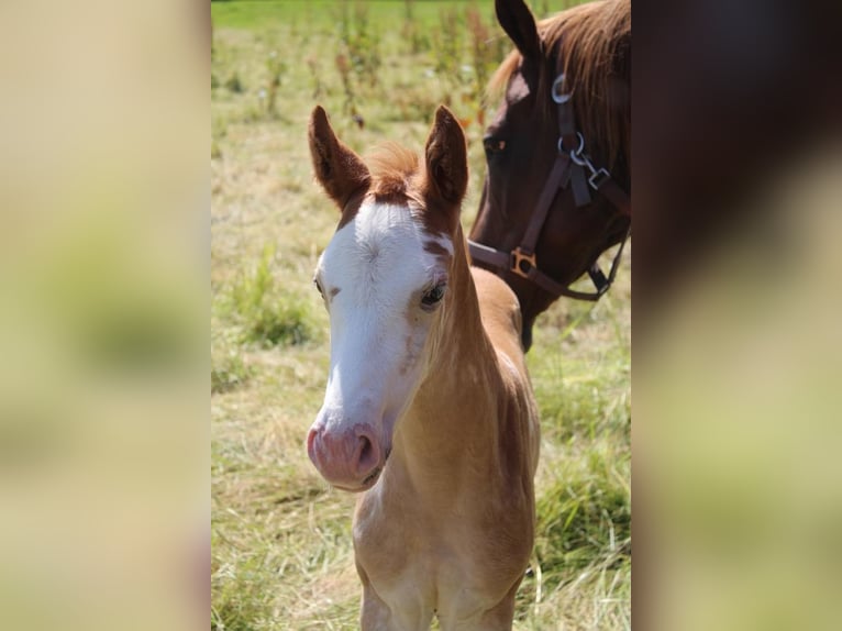 Hanoverian Mare Foal (06/2024) 16 hh in Hamersen