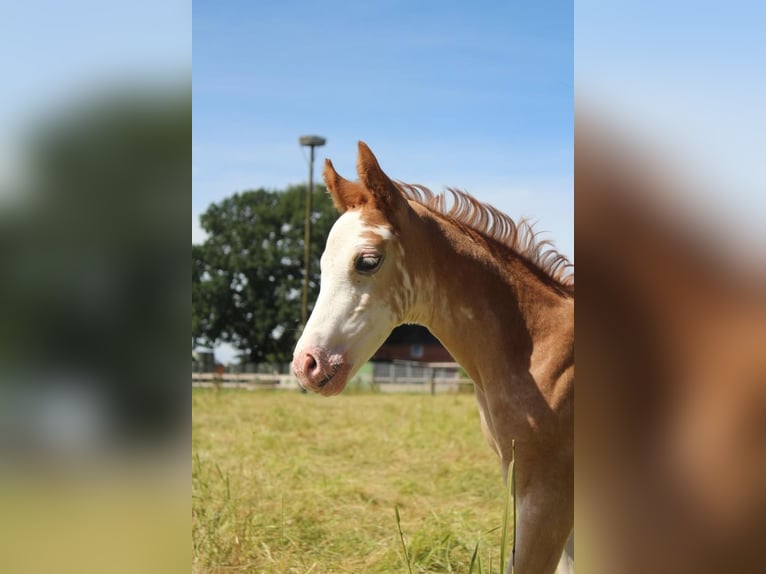 Hanoverian Mare Foal (06/2024) 16 hh in Hamersen