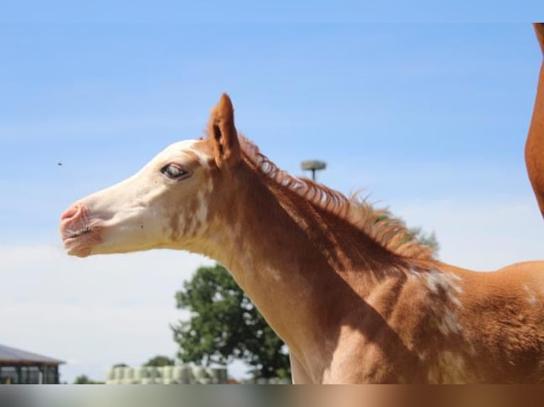 Hanoverian Mare Foal (06/2024) 16 hh in Hamersen