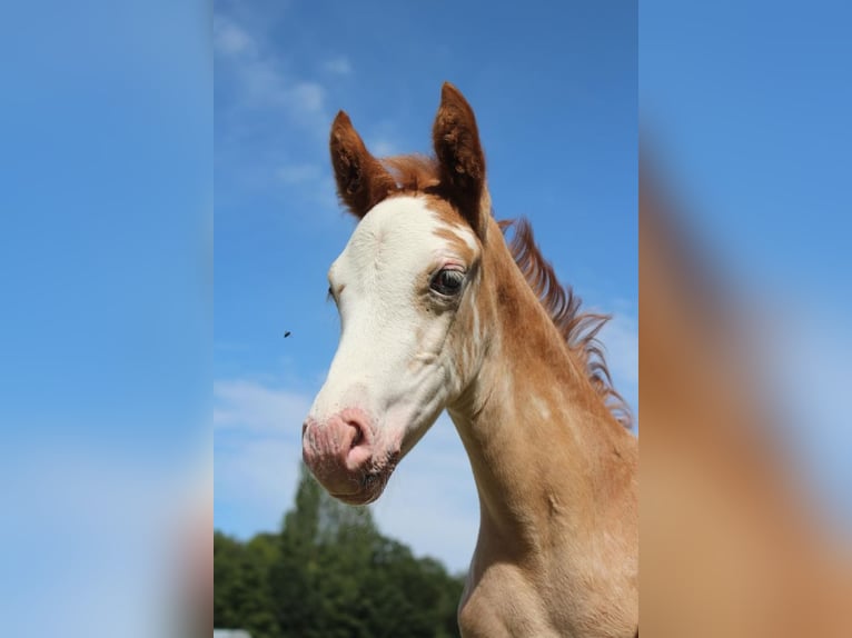 Hanoverian Mare Foal (06/2024) 16 hh in Hamersen