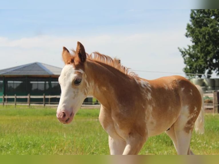 Hanoverian Mare Foal (06/2024) 16 hh in Hamersen