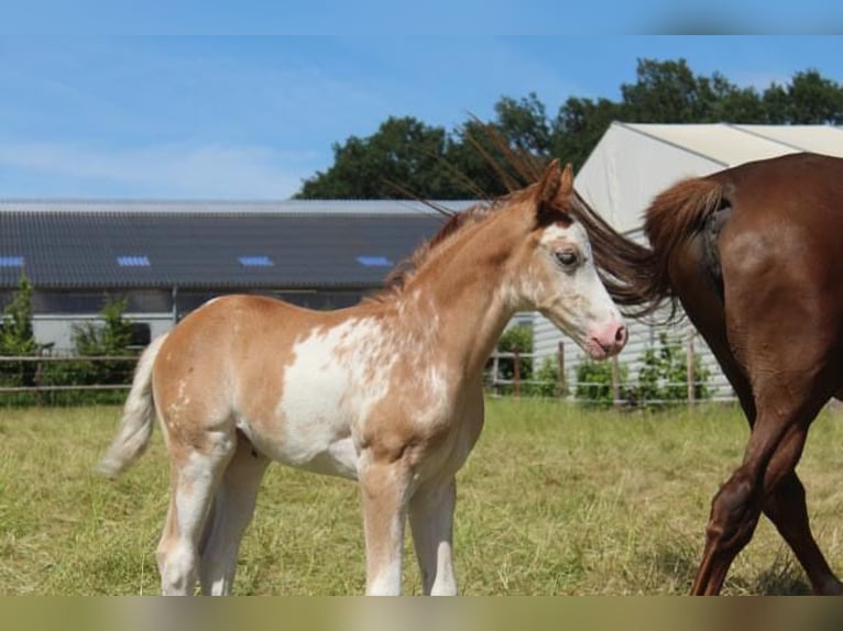 Hanoverian Mare Foal (06/2024) 16 hh in Hamersen