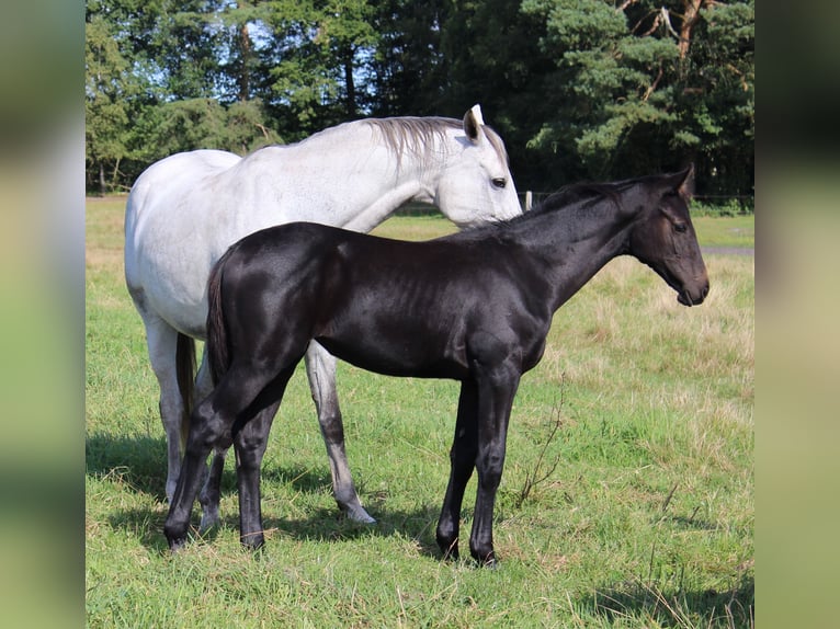 Hanoverian Mare Foal (05/2025) 16 hh Grey in Handeloh