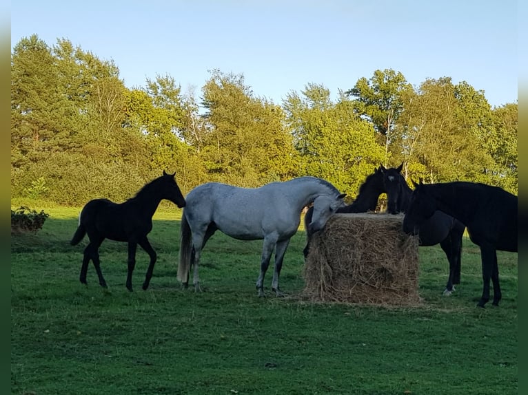 Hanoverian Mare Foal (05/2025) 16 hh Grey in Handeloh