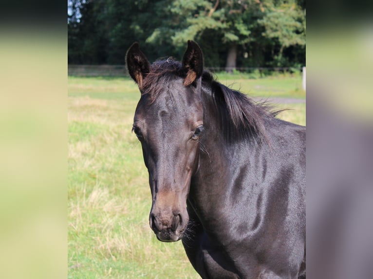 Hanoverian Mare Foal (05/2025) 16 hh Grey in Handeloh
