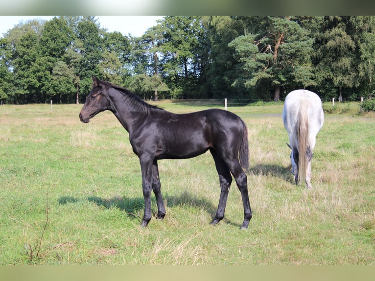 Hanoverian Mare Foal (05/2025) 16 hh Grey in Handeloh