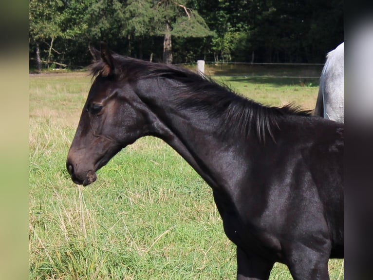 Hanoverian Mare Foal (05/2025) 16 hh Grey in Handeloh