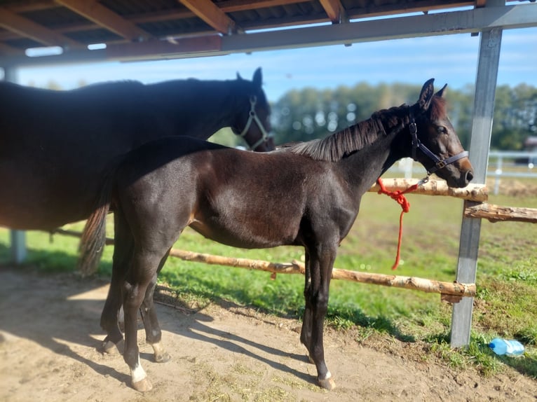 Hanoverian Mare Foal (04/2025) 16,1 hh Bay-Dark in Żory