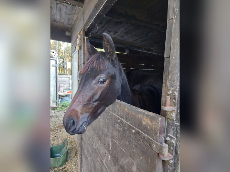 Hanoverian Mare Foal (04/2025) 16,1 hh Bay-Dark in Żory