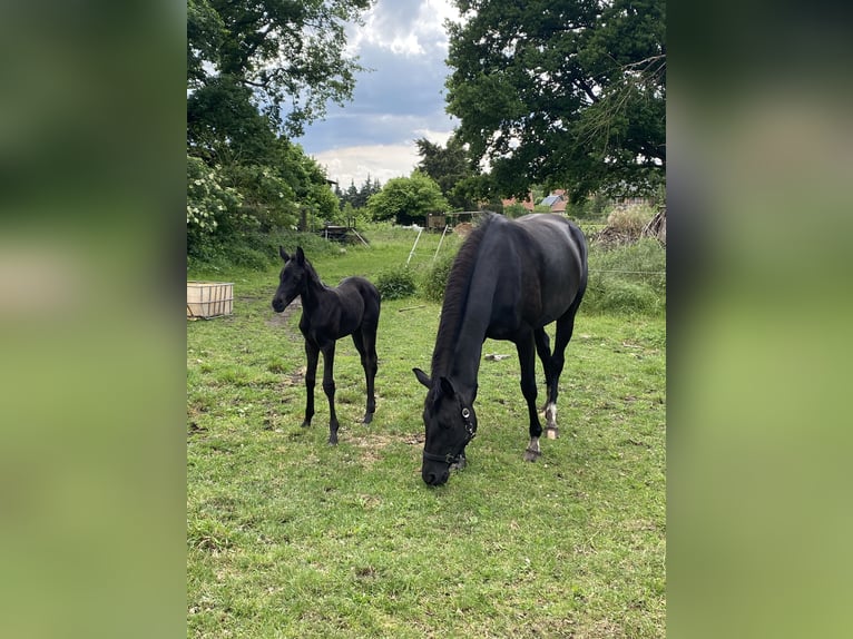 Hanoverian Mare  16,1 hh Black in Apenburg-Winterfeld
