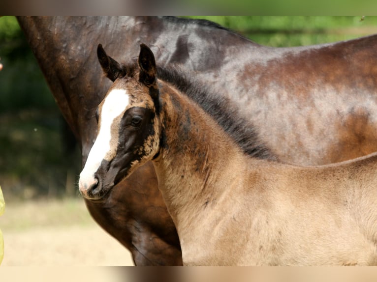 Hanoverian Mare  16,1 hh Black in Kutenholz