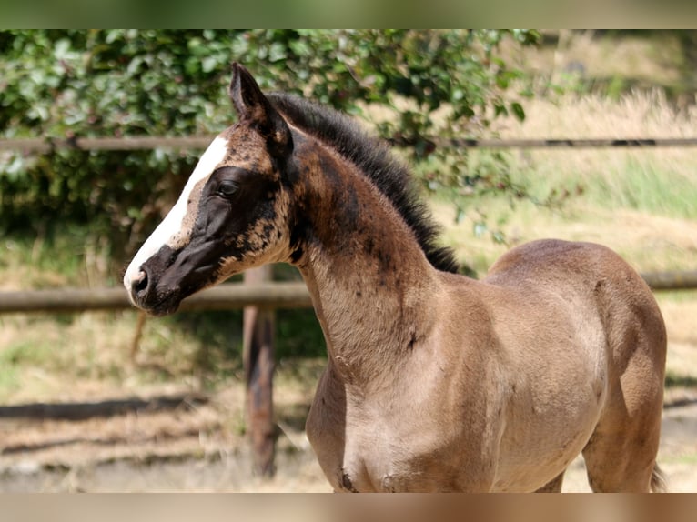 Hanoverian Mare  16,1 hh Black in Kutenholz
