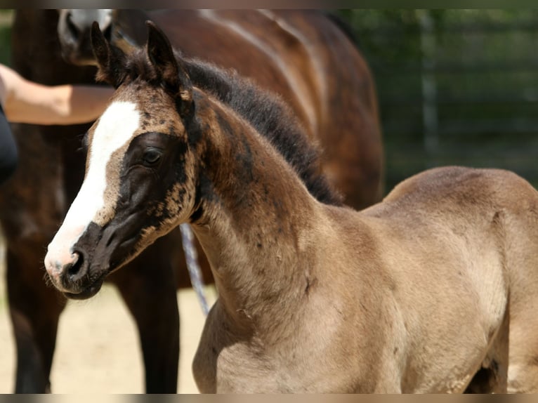 Hanoverian Mare  16,1 hh Black in Kutenholz