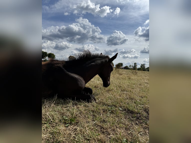 Hanoverian Mare Foal (02/2025) 16,1 hh Black in Hankensb&#xFC;ttel