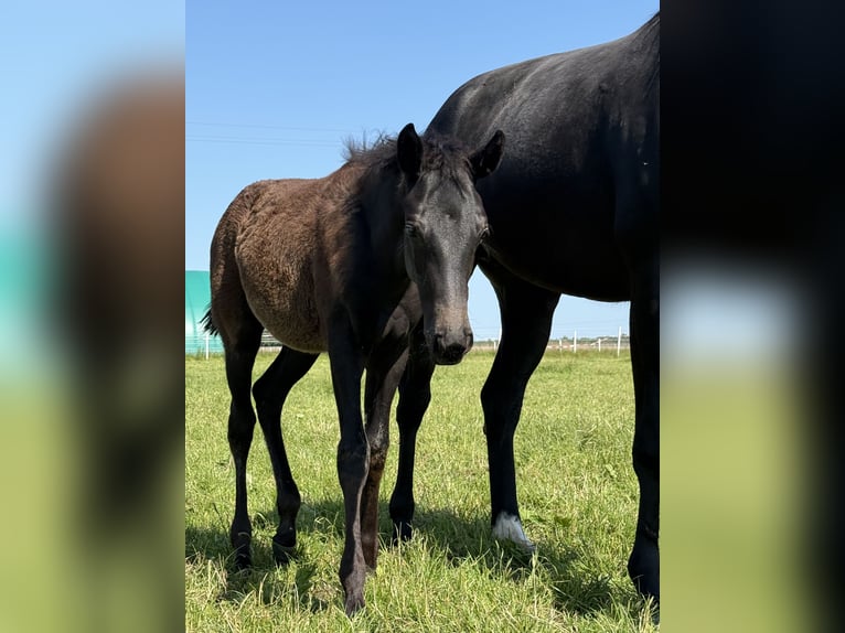 Hanoverian Mare  16,1 hh Black in Hankensb&#xFC;ttel