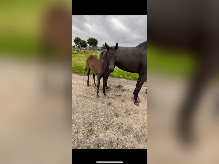 Hanoverian Mare  16,1 hh Black in Hankensb&#xFC;ttel