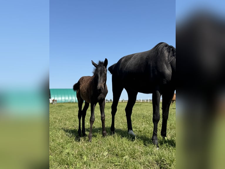 Hanoverian Mare  16,1 hh Black in Hankensb&#xFC;ttel