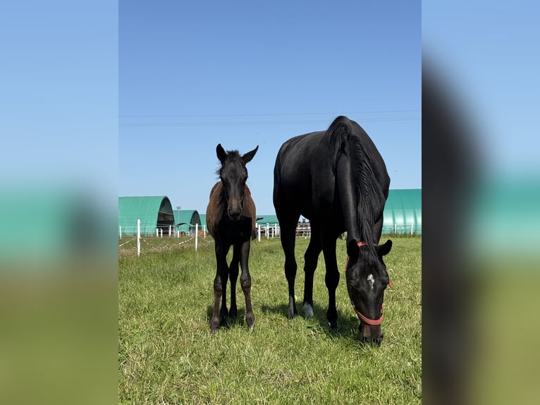 Hanoverian Mare  16,1 hh Black in Hankensb&#xFC;ttel