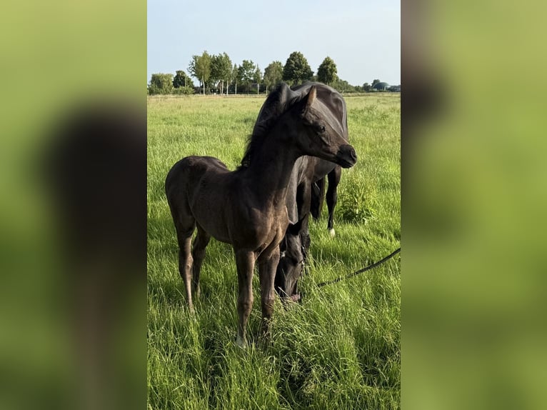 Hanoverian Mare  16,1 hh Black in Walsrode