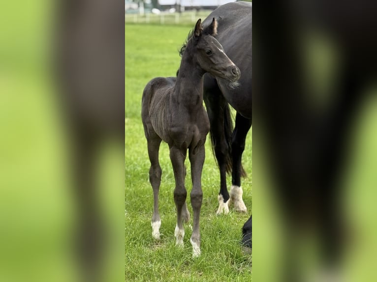 Hanoverian Mare  16,1 hh Black in Walsrode