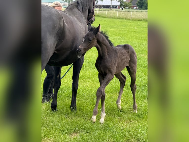 Hanoverian Mare  16,1 hh Black in Walsrode
