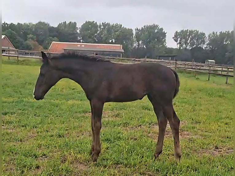 Hanoverian Mare  16,1 hh Black in Holtorfsbostel