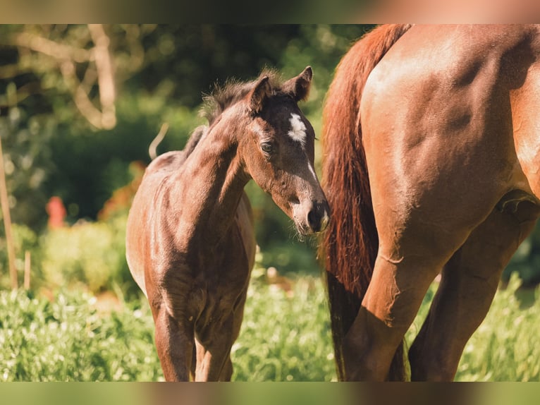 Hanoverian Mare  16,1 hh Black in Nordholz