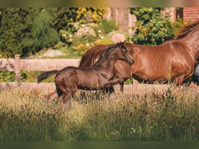 Hanoverian Mare  16,1 hh Black in Nordholz