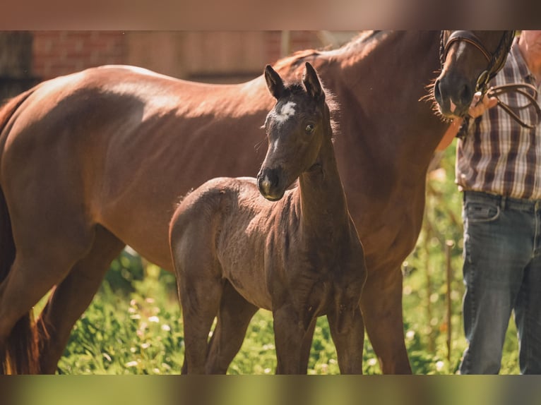 Hanoverian Mare  16,1 hh Black in Nordholz
