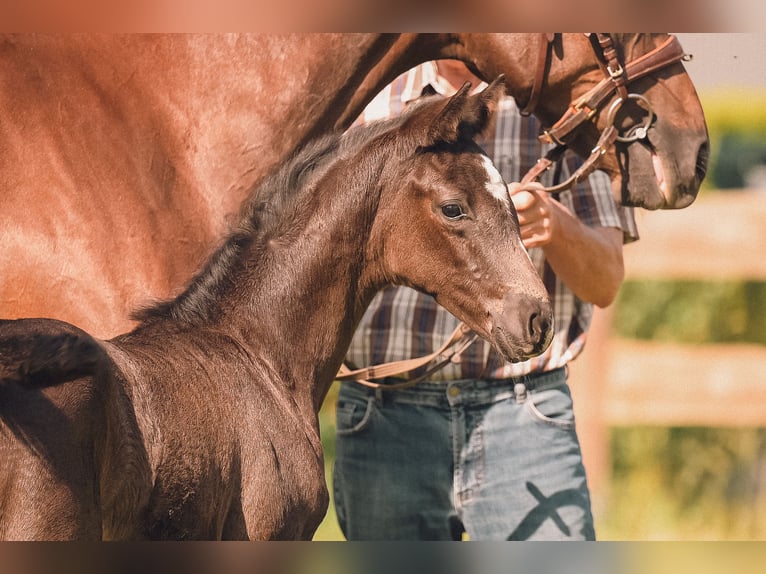 Hanoverian Mare  16,1 hh Black in Nordholz