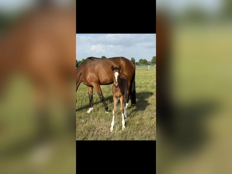 Hanoverian Mare Foal (04/2025) 16,1 hh Brown in Langwedel