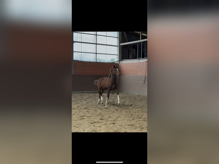 Hanoverian Mare Foal (04/2025) 16,1 hh Brown in Langwedel